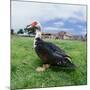 Muscovy Duck in Field with Farm-null-Mounted Photographic Print