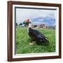 Muscovy Duck in Field with Farm-null-Framed Photographic Print