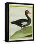 Muscovy Duck-Georges-Louis Buffon-Framed Stretched Canvas