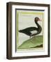 Muscovy Duck-Georges-Louis Buffon-Framed Giclee Print