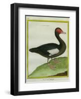 Muscovy Duck-Georges-Louis Buffon-Framed Giclee Print