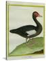 Muscovy Duck-Georges-Louis Buffon-Stretched Canvas