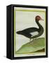 Muscovy Duck-Georges-Louis Buffon-Framed Stretched Canvas