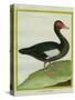 Muscovy Duck-Georges-Louis Buffon-Stretched Canvas