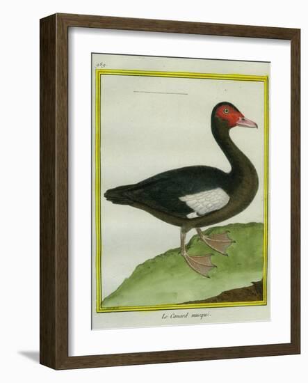 Muscovy Duck-Georges-Louis Buffon-Framed Giclee Print