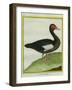 Muscovy Duck-Georges-Louis Buffon-Framed Giclee Print