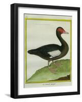 Muscovy Duck-Georges-Louis Buffon-Framed Giclee Print