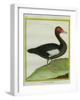 Muscovy Duck-Georges-Louis Buffon-Framed Giclee Print