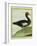 Muscovy Duck-Georges-Louis Buffon-Framed Giclee Print