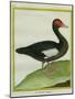Muscovy Duck-Georges-Louis Buffon-Mounted Giclee Print