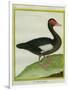 Muscovy Duck-Georges-Louis Buffon-Framed Giclee Print