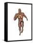 Muscular Man Running-null-Framed Stretched Canvas