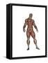 Muscular Man Standing-null-Framed Stretched Canvas