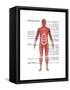 Muscular System in Male Anatomy-Gwen Shockey-Framed Stretched Canvas