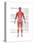 Muscular System in Male Anatomy-Gwen Shockey-Stretched Canvas