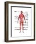 Muscular System in Male Anatomy-Gwen Shockey-Framed Art Print