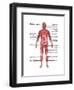 Muscular System in Male Anatomy-Gwen Shockey-Framed Art Print