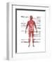 Muscular System in Male Anatomy-Gwen Shockey-Framed Art Print