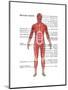 Muscular System in Male Anatomy-Gwen Shockey-Mounted Art Print