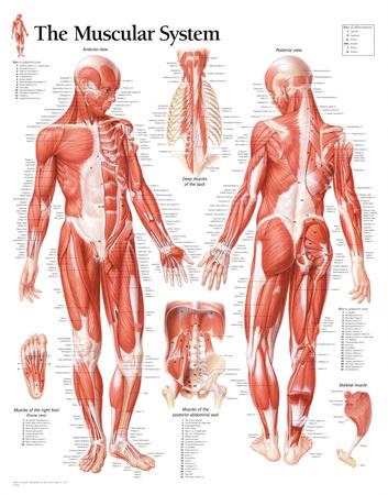 Muscular System Male Educational Chart Poster Poster Allposters Com