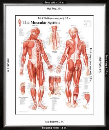 pic Raps About Human A And P Muscle https www allposters com sp muscular system male educational chart poster posters i8927190 htm