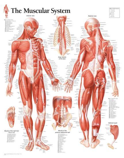 Poster, , large