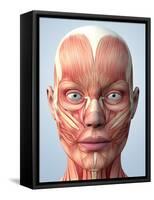 Muscular System of the Head-Roger Harris-Framed Stretched Canvas