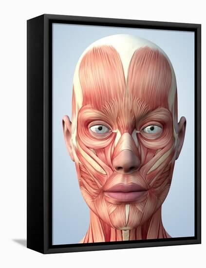 Muscular System of the Head-Roger Harris-Framed Stretched Canvas