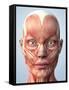 Muscular System of the Head-Roger Harris-Framed Stretched Canvas