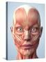 Muscular System of the Head-Roger Harris-Stretched Canvas