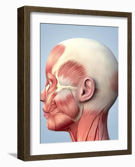 Muscular System of the Head-Roger Harris-Framed Photographic Print