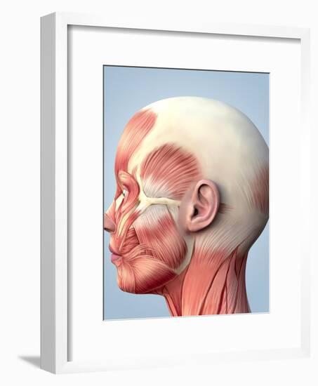 Muscular System of the Head-Roger Harris-Framed Photographic Print