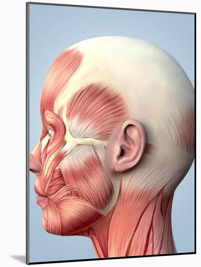 Muscular System of the Head-Roger Harris-Mounted Photographic Print