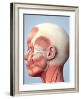 Muscular System of the Head-Roger Harris-Framed Photographic Print