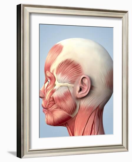 Muscular System of the Head-Roger Harris-Framed Photographic Print