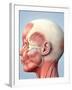 Muscular System of the Head-Roger Harris-Framed Photographic Print