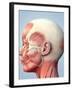 Muscular System of the Head-Roger Harris-Framed Photographic Print