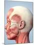 Muscular System of the Head-Roger Harris-Mounted Photographic Print