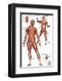 Muscular System-null-Framed Premium Giclee Print