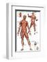 Muscular System-null-Framed Premium Giclee Print