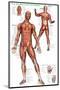 Muscular System-null-Mounted Premium Giclee Print