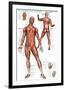 Muscular System-null-Framed Premium Giclee Print