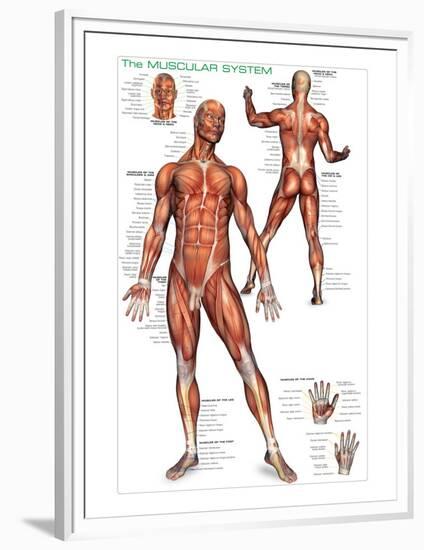 Muscular System-null-Framed Premium Giclee Print