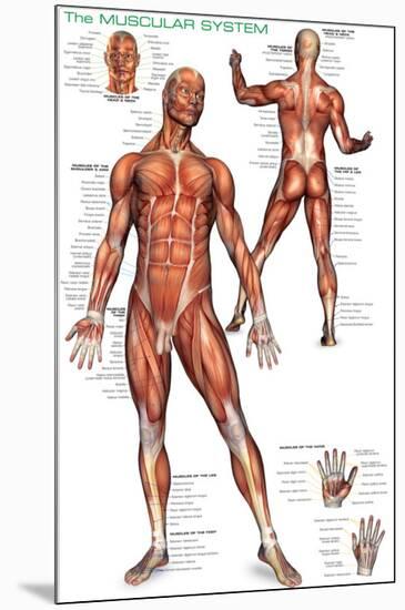 Muscular System-null-Mounted Premium Giclee Print