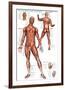 Muscular System-null-Framed Premium Giclee Print