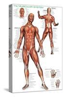 Muscular System-null-Stretched Canvas