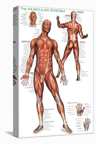 Muscular System-null-Stretched Canvas