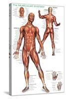 Muscular System-null-Stretched Canvas