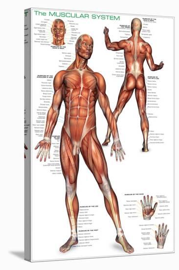 Muscular System-null-Stretched Canvas