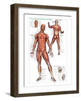 Muscular System-null-Framed Art Print